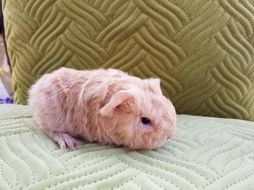 2 prachtige  cavia beertjes beschikbaar voor biedingen
