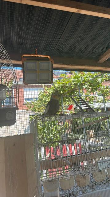 Half tamme valk parkiet te koop of te ruilen met een pop, Dieren en Toebehoren, Vogels | Parkieten en Papegaaien, Mannelijk, Parkiet