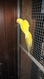 Bewezen  koppel  halsbanden, Dieren en Toebehoren, Vogels | Parkieten en Papegaaien