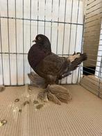 Gentse kropper dunroek, duivin 2025, Dieren en Toebehoren, Vogels | Duiven, Kropper