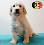 Schattige Labradoodle-puppy’s te koop, België, CDV (hondenziekte), 8 tot 15 weken, Meerdere