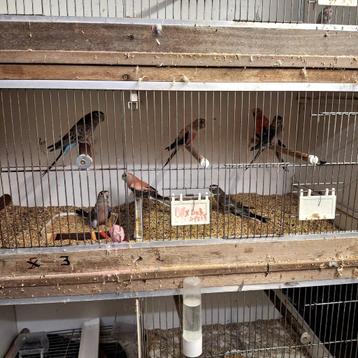 Roze bourkes  beschikbaar voor biedingen