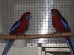 pennant rossella en mutaties ;, Meerdere dieren, Parkiet, Geringd