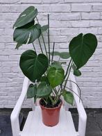 Plante Monstera, Ophalen, Overige soorten, Halfschaduw, In pot