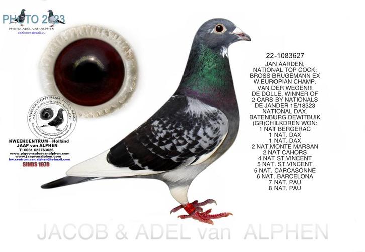 Jan Aarden duif gold eyes M 2022, Dieren en Toebehoren, Vogels | Duiven, Postduif, Mannelijk