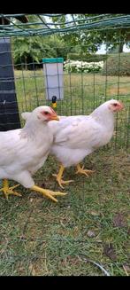 Drie jonge witte legkippen+ haantje, Meerdere dieren, Kip
