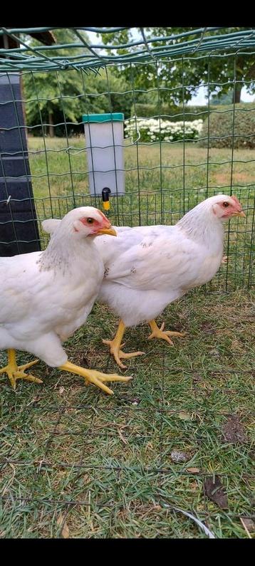 Drie jonge witte legkippen+ haantje beschikbaar voor biedingen