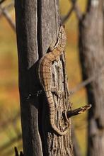 Gezocht varanus gilleni 0.1.0 of 1.1.0, Lézard, Domestique, 0 à 2 ans