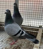 Duiver en duivin  kwek duiven van  2022, Dieren en Toebehoren, Meerdere dieren, Postduif