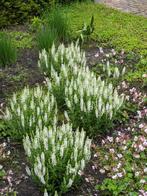 tuinplanten Salvia, Tuin en Terras, Vaste plant, Halfschaduw, Lente, Ophalen