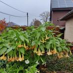 Brugmansia geel, Volle zon, Vaste plant, Zomer, Ophalen