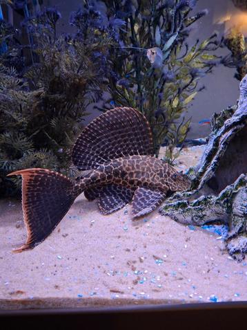 Pterygoplichthys gibbiceps   Zeilvis PLECO, Dieren en Toebehoren, Vissen | Aquariumvissen
