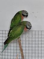 Rozeborstbaardparkieten (Faciata), Dieren en Toebehoren, Geringd