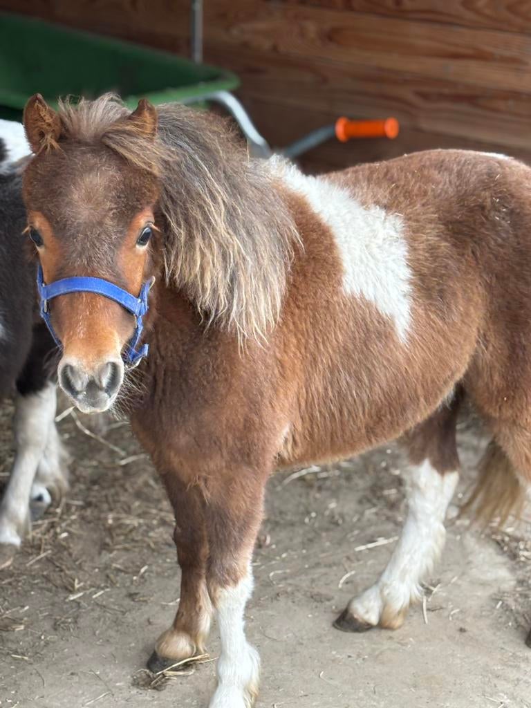 Miniatuurpaardje, Animaux & Accessoires, Poneys, Étalon, Avec pedigree, 0 à 2 ans