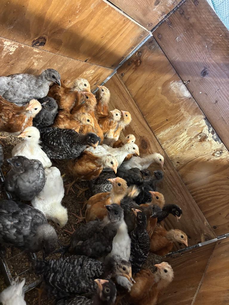 Legkip kuikens, Dieren en Toebehoren, Vrouwelijk, Kip