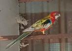 Rosella pop, Dieren en Toebehoren, Vogels | Parkieten en Papegaaien, Vrouwelijk, Parkiet, Geringd