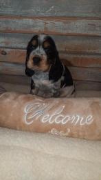 Engelse cocker spaniel pups, Particulier, Plusieurs, Belgique, Plusieurs animaux