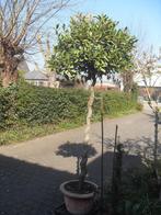 Laurier op stam, Tuin en Terras, Volle zon, Vaste plant, Lente, Ophalen