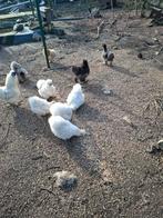 Broedeieren van zijdehoenders