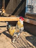 Ukkelse baardkriel haan, Dieren en Toebehoren, Mannelijk, Kip