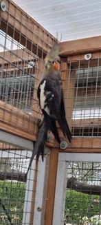 Valkparkieten EK 25, Meerdere dieren, Parkiet, Geringd