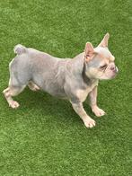 Isabella cherrytan 2,5 j herplaatster teefje, Animaux & Accessoires, 1 à 2 ans, Hépatite contagieuse (maladie de Rubarth), Chienne