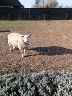 Schaap ram, Dieren en Toebehoren, Schapen, Geiten en Varkens, Mannelijk, Schaap, 0 tot 2 jaar