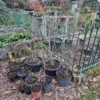 Bonsai Ilex serrata mannelijke bevruchter, Tuin en Terras, Ophalen