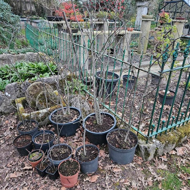 Bonsai Ilex serrata mannelijke bevruchter, Tuin en Terras, Gaas en Draad, Ophalen