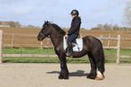 Tinker d pony, Dieren en Toebehoren, Pony's, Ruin