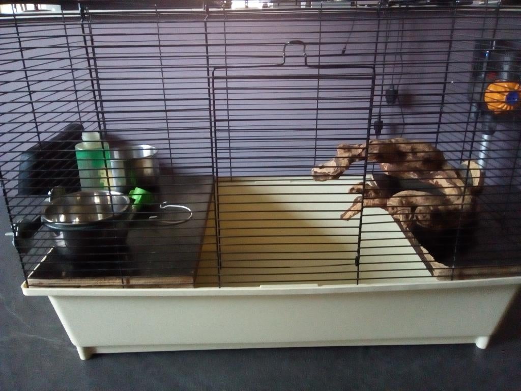 Cage pour rongeurs – dim. Long 60 cm x larg 35 cm x H 45 cm, Enlèvement, Utilisé, Cage