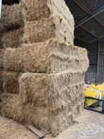 Grote balen hooi 250x120x90, Dieren en Toebehoren, Paarden