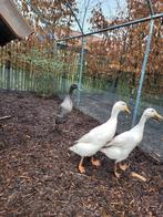 Super leuk trio loopeenden + broedeieren