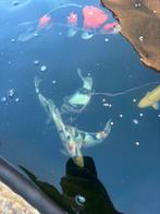 7 koi’s, Dieren en Toebehoren, Vissen | Vijvervissen