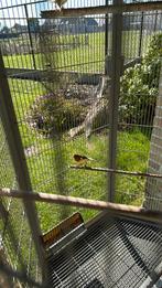 Mooie kanarieman, Mannelijk, Zangkanarie