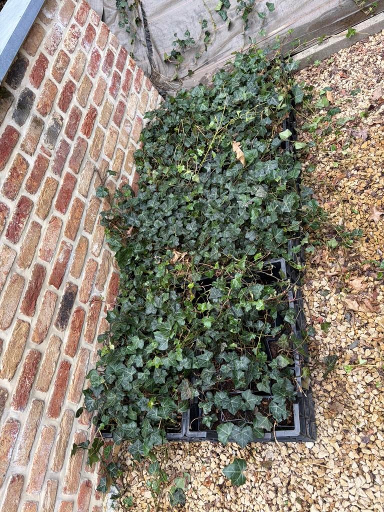 Lierre p9, Enlèvement, Autres espèces