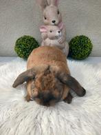 Franse hangoor ram, Mannelijk, Groot, Hangoor, 0 tot 2 jaar