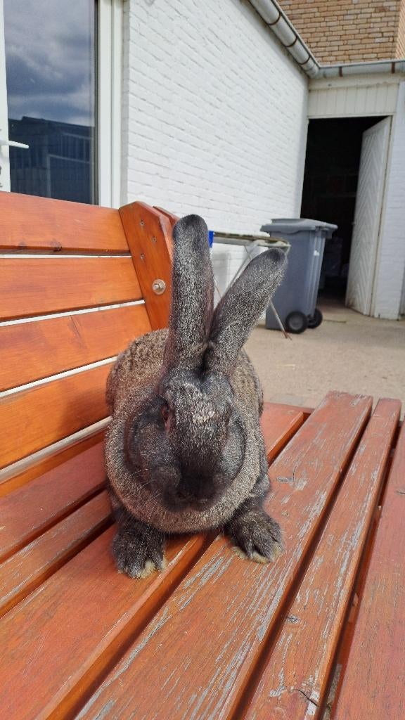 Duitse reuzen, Dieren en Toebehoren, Konijnen, Meerdere dieren, Groot, 0 tot 2 jaar