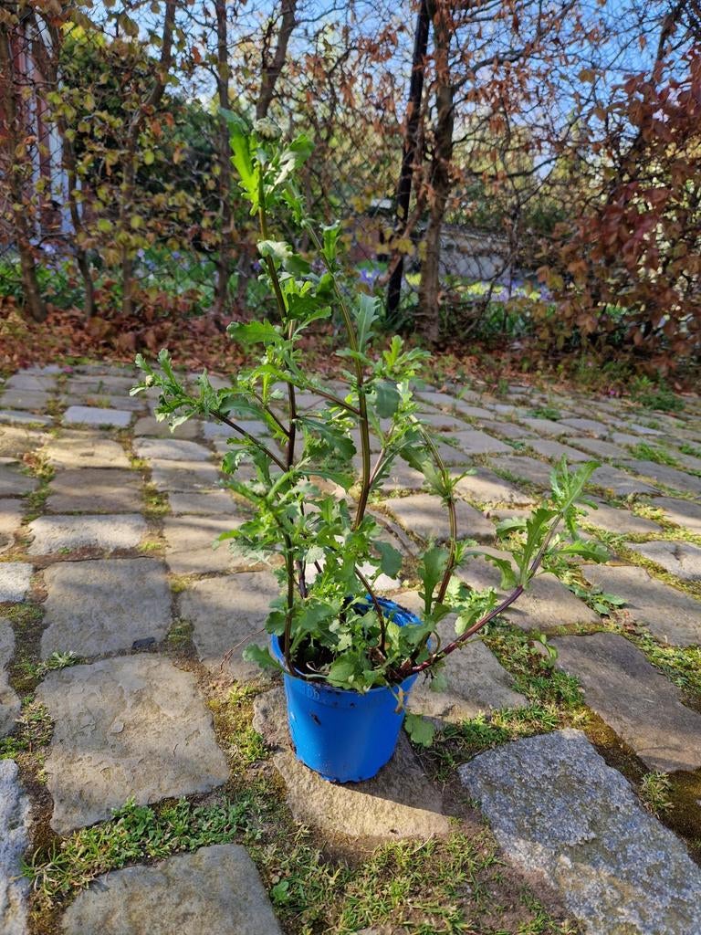 Inheemse margriet, biologisch, Tuin en Terras, Ophalen