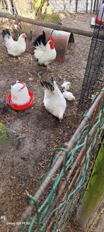 Chabos, Dieren en Toebehoren, Pluimvee