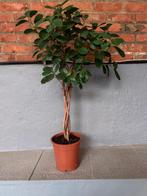 Ficus kamer plant hoogte 80 cm., Enlèvement, Ficus