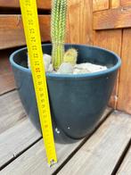 Cactussen in stenen pot, Jardin & Terrasse, Enlèvement, Comme neuf