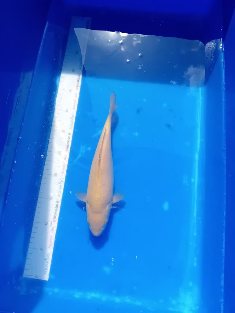 Chagoi, Carpe ou Koï