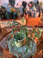 Monstera obliqua peru, Ophalen