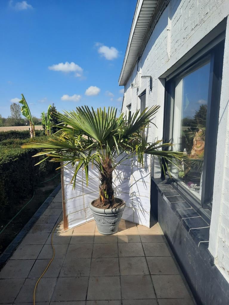 Palmboom winterhard, Ophalen