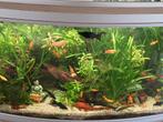Geel-oranje met beetje zwarte molly's + black molly, Dieren en Toebehoren, Ophalen