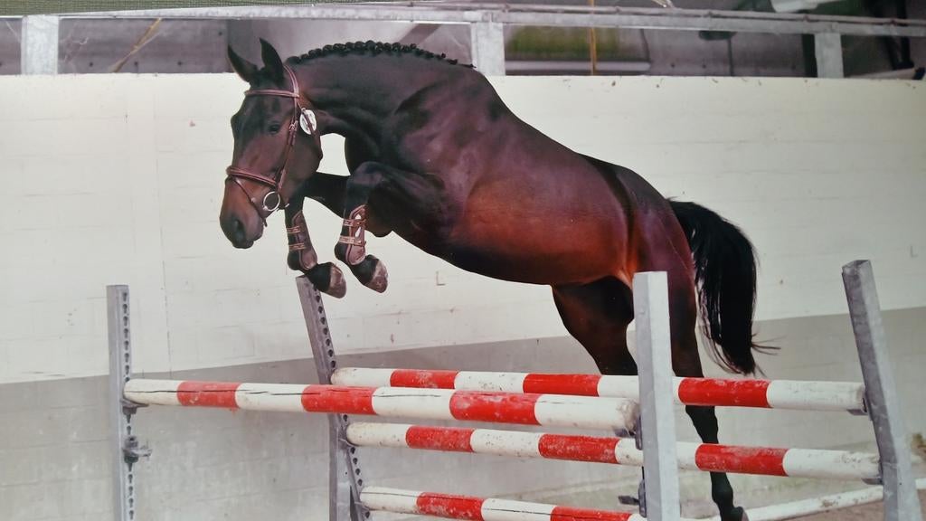 Springpaard, Dieren en Toebehoren, Merrie, Springpaard, Zadelmak, 3 tot 6 jaar