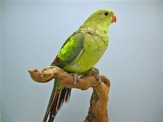Bergparkiet en pruimkop, Dieren en Toebehoren, Vogels | Parkieten en Papegaaien