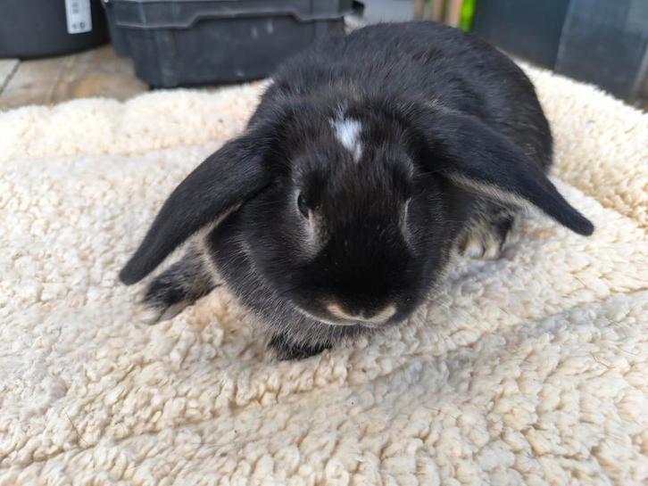 Minilop voedster, Dieren en Toebehoren, Konijnen