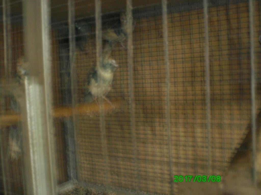 kakarikki, Plusieurs animaux, Perruche